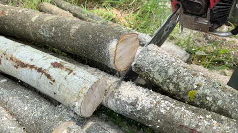 Chainsaw on forest work. Preparing firewood for winter in village. Stock Footage 251630158