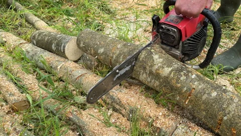 Chainsaw on forest work. Preparing firewood for winter in village. Stock Footage 251630251
