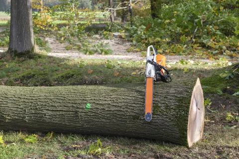 Chainsaw on a freshly cut tree. Stock Photos