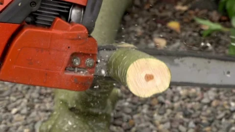 Chainsaw in jungle cutting down a tree Lumberjack with chainsaw cut through tree 库存影片 336570015
