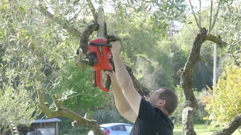 Chainsaw Mastery in Olive Tree Care Video stock 272465280