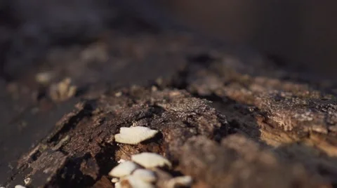 Chainsaw plunges into old timber - Closeup - 240fps slow motion Stock Footage 41713426