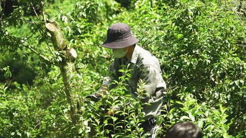 Chainsaw Pruning Inside Orchard Stock Footage 327276482