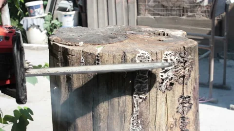 Chainsaw Sawing Stump Stock-Footage 53165284