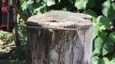 Chainsaw Sawing Stump Stock-Footage 61345317