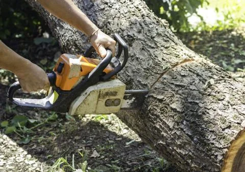 Chainsaw sawing trunk. Stock Photos