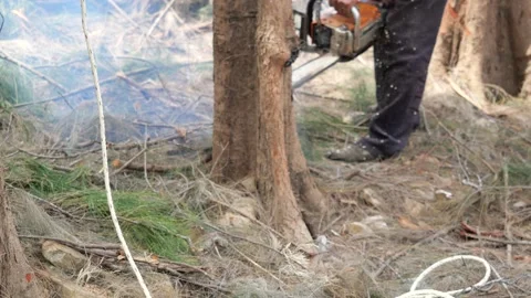 Chainsaw sawing the trunk of a pine tree Stock Footage 154483929