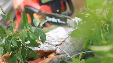 Chainsaw saws through a branch Vidéo 11383610