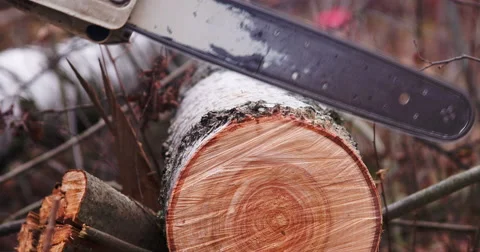 Chainsaw saws wood Stock Footage 49302983
