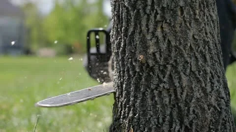 Chainsaw Tree Chop Stock Footage 11058540