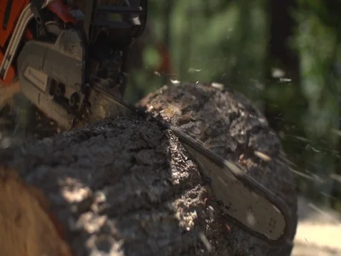 Chainsaw tree cutting, logging Stock Footage 74835842