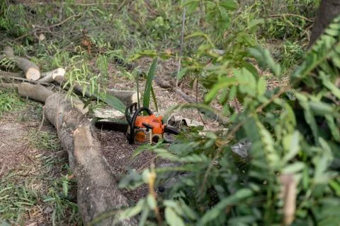 Chainsaw on tree in destroyed forest Stock Photos