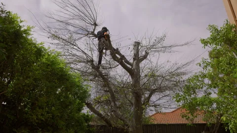 Chainsaw weilding arborist swings between tree branches while thinning tree Stock-Footage 294882374