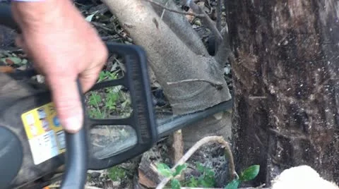 Chainsaw work (2) Vidéo 22369320