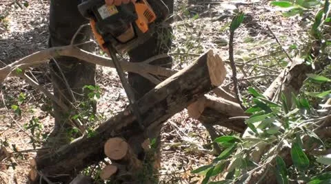 Chainsaw work (5) Stock Footage 22374466