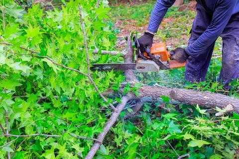 Chainsaw worker cuts fallen tree branch in forest clearing Stock Photos
