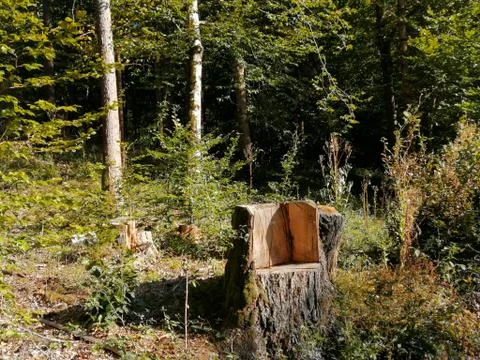 A  CHAIR  from  tree Stock Photos
