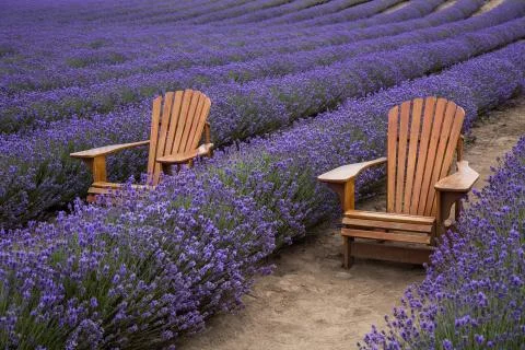 Chairs in rows of Lavender Stock Photos