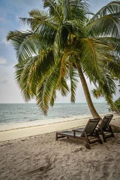 Chairs under palm tree Fotos de archivo