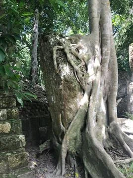 Chalakmul2 Stock Photos