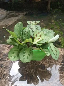 Chalatea flower Fotos Stock