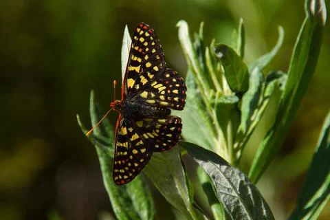 Chalcedon Checkerspot Butterfly Foto stock