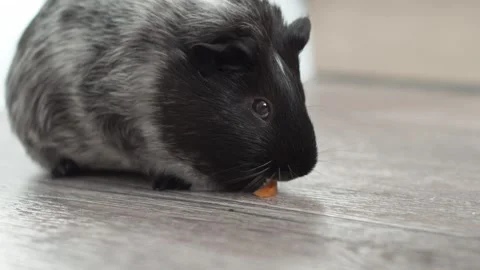 A chalcolored guinea pig found a bag of grass on a wooden deck. 4k Video stock 278094603