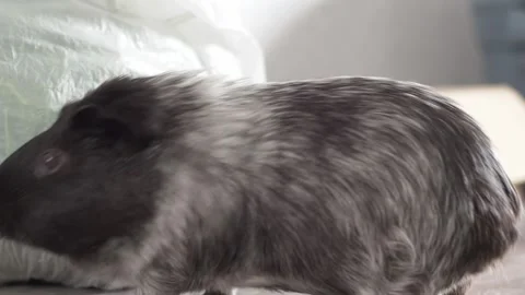 A chalcolored guinea pig found a bag of grass on a wooden deck. Video stock 278094644