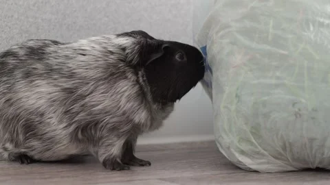 A chalcolored guinea pig found a bag of grass on a wooden deck, sniffing it 動画素材 278094682