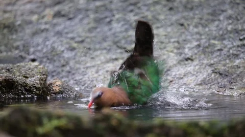 Chalcophaps indica  bathing in a pool in the forest. Stock Footage 116185331