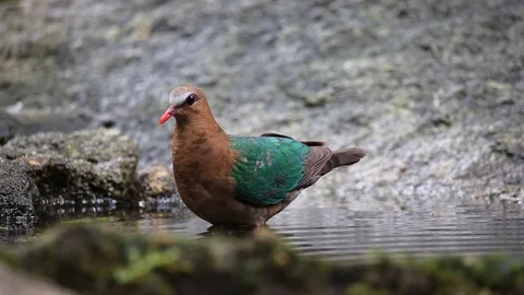Chalcophaps indica  bathing in a pool in the forest. Stock Footage 116185454