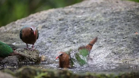 Chalcophaps indica  bathing in a pool in the forest. Stock Footage 116186501