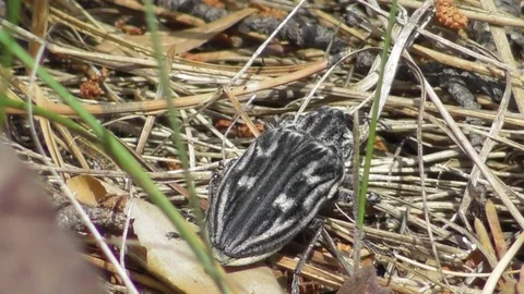 Chalcophora mariana pine beetle insect sitting on dry pine needles Video stock 122840164