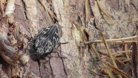 Chalcophora mariana pine beetle insect sitting on pine bark Video stock 122840202