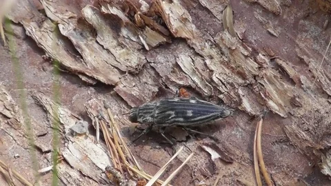 Chalcophora mariana pine beetle insect crawling pine bark close up Video stock 122840261