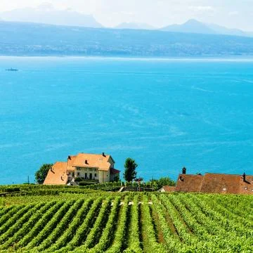 Chalets on Vineyard Terraces hiking trail of Lavaux Switzerland Stock Photos