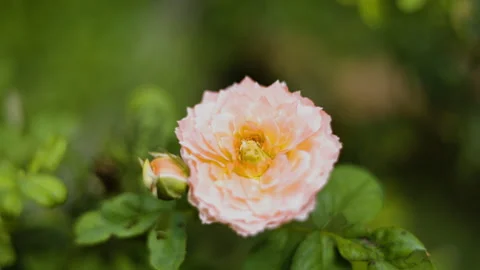 Chaleur Rose Blooming In Full Bloom In The Front Yard Garden Stock Footage 337356403