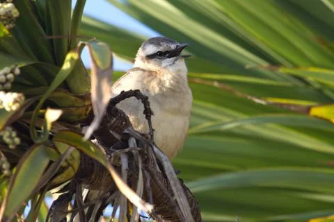 Chalk-browed mockingbird sitting among the green branches with open beak Stock Photos