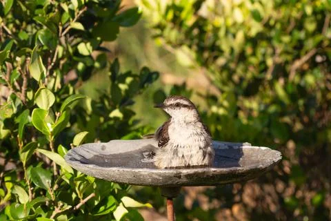 Chalk-browed mockingbird taking a bath in a water fountain in the garden Foto stock