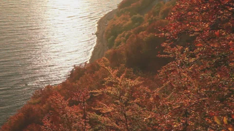 Chalk Cliff In Autumn With A Beautiful Red Forest Moving Leafs Stock Footage 36645984