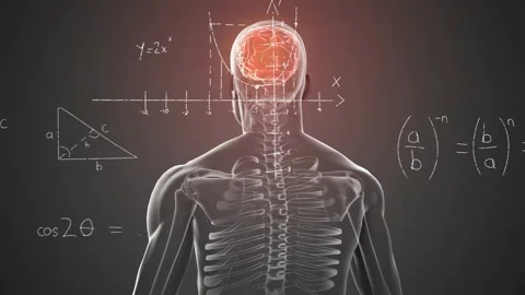 With chalk diagrams appearing, rotating skeleton revealing ribs with glowing Stock-Footage 330331320