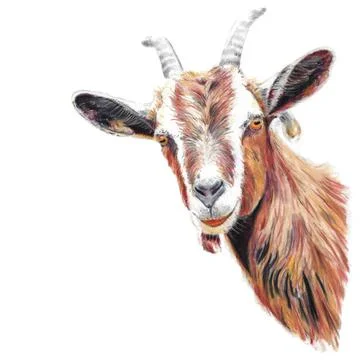 Chalk drawing head of a goat Stock Illustration