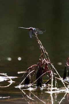 Chalk-Fronted Corporal balancing over the water Stock Photos