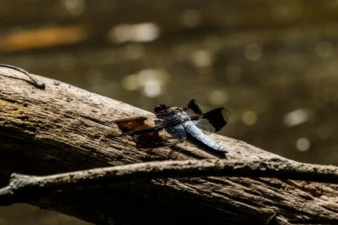 Chalk-Fronted Corporal balancing over the water Stock Photos