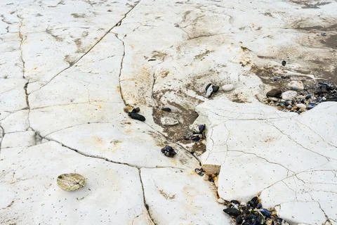 Chalk sea bed with shells and stones in kent. 库存照片