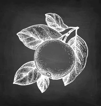 Chalk sketch of apple. Stock Illustration