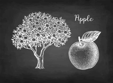 Chalk sketch of apple. Stock Illustration