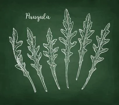 Chalk sketch of arugula Stock-Illustration