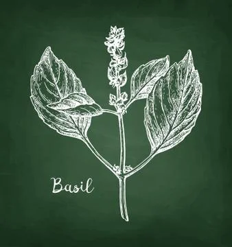 Chalk sketch of basil Stock Illustration