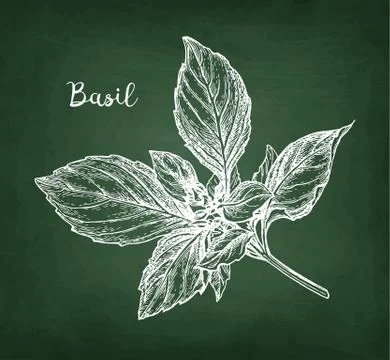 Chalk sketch of basil Stock Illustration